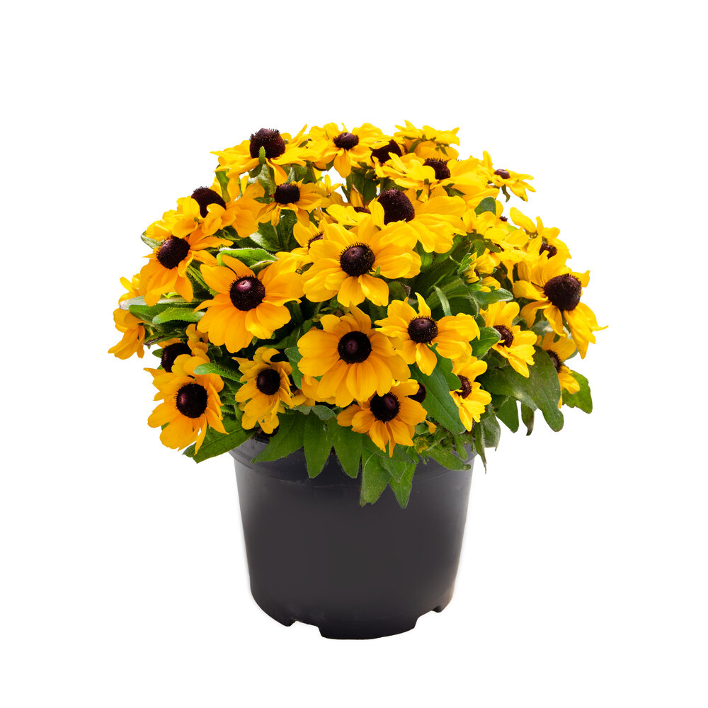 Rudbeckia Tablemate Gold - obrazek 3
