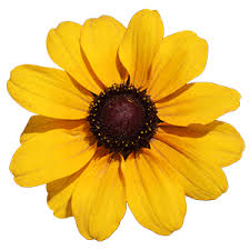 Rudbeckia Tablemate Gold - obrazek 4
