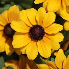 Rudbeckia Tablemate Gold