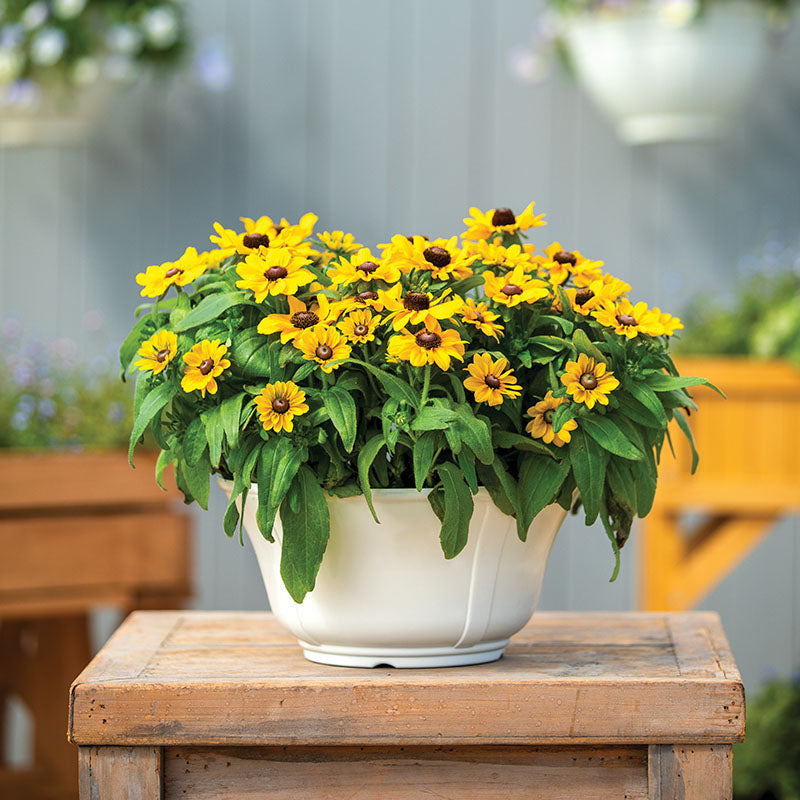 Rudbeckia Tablemate Gold - obrazek 5