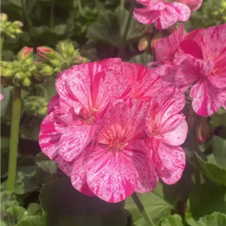 Pelargonia rabatowa peppermint
