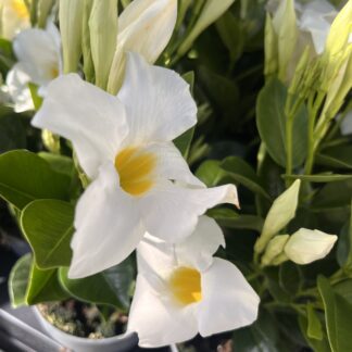 Sandewilla/  Mandevilla biała
