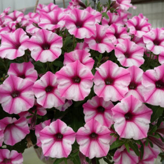 Supertunia Vista Pink Star