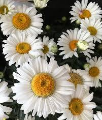 Złocień margaretka Sweet Daisy